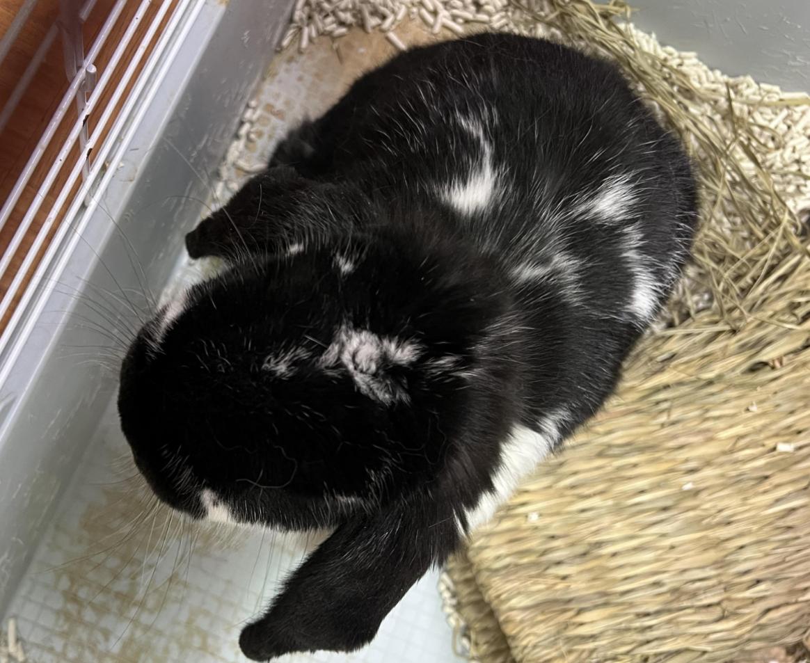 Tally the Elf, adopted, Adult Female Lop Eared.