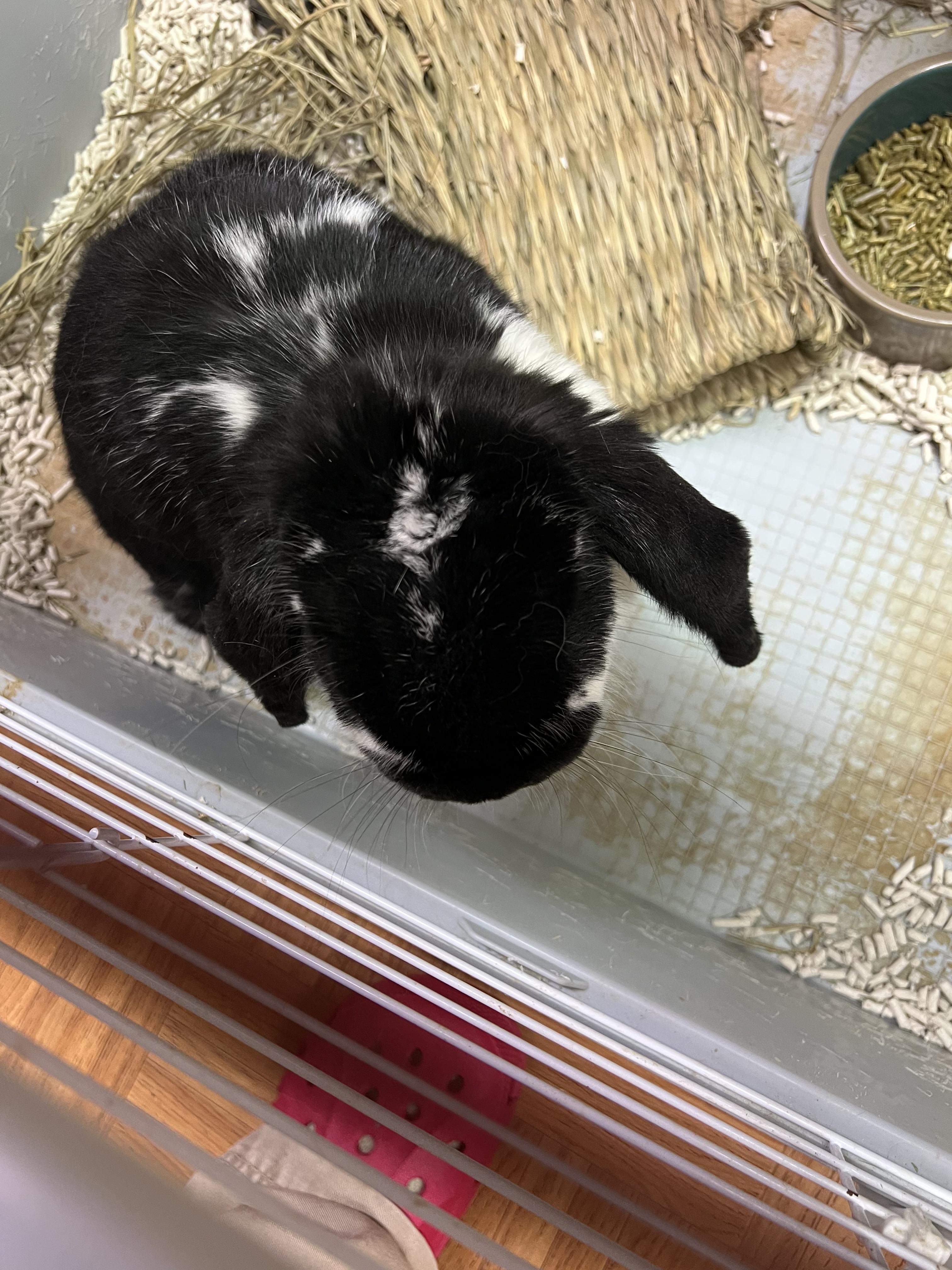 Tally the Elf, Adoptable, Adult Female Lop Eared.