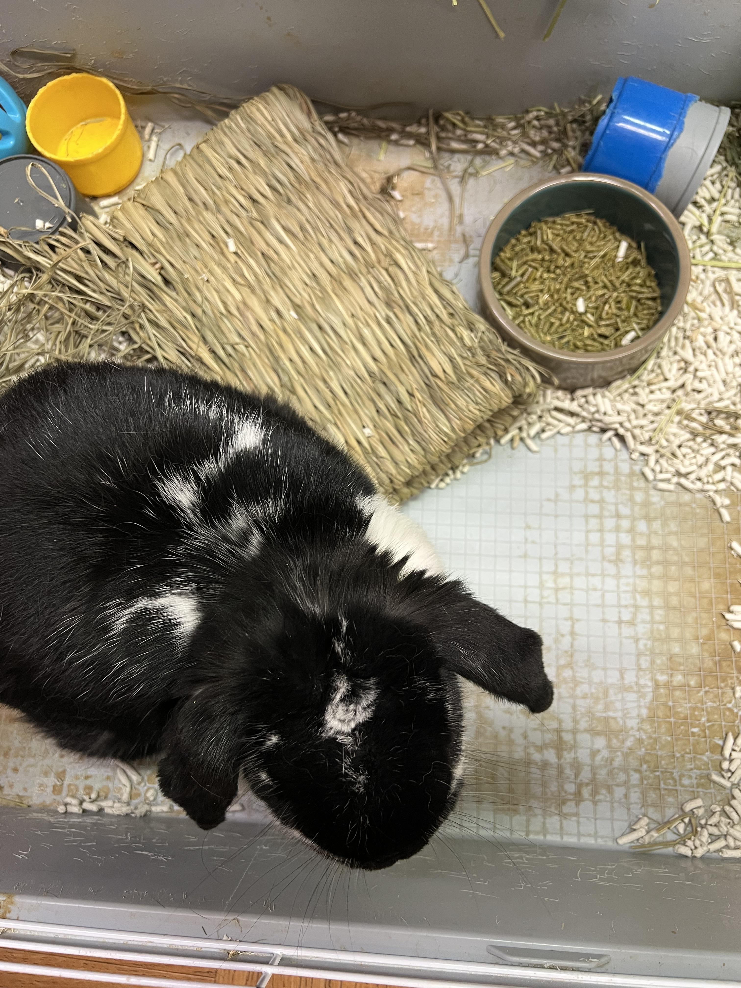 Tally the Elf, a Adoptable mixed breed in Hillsborough, NJ image 4/4