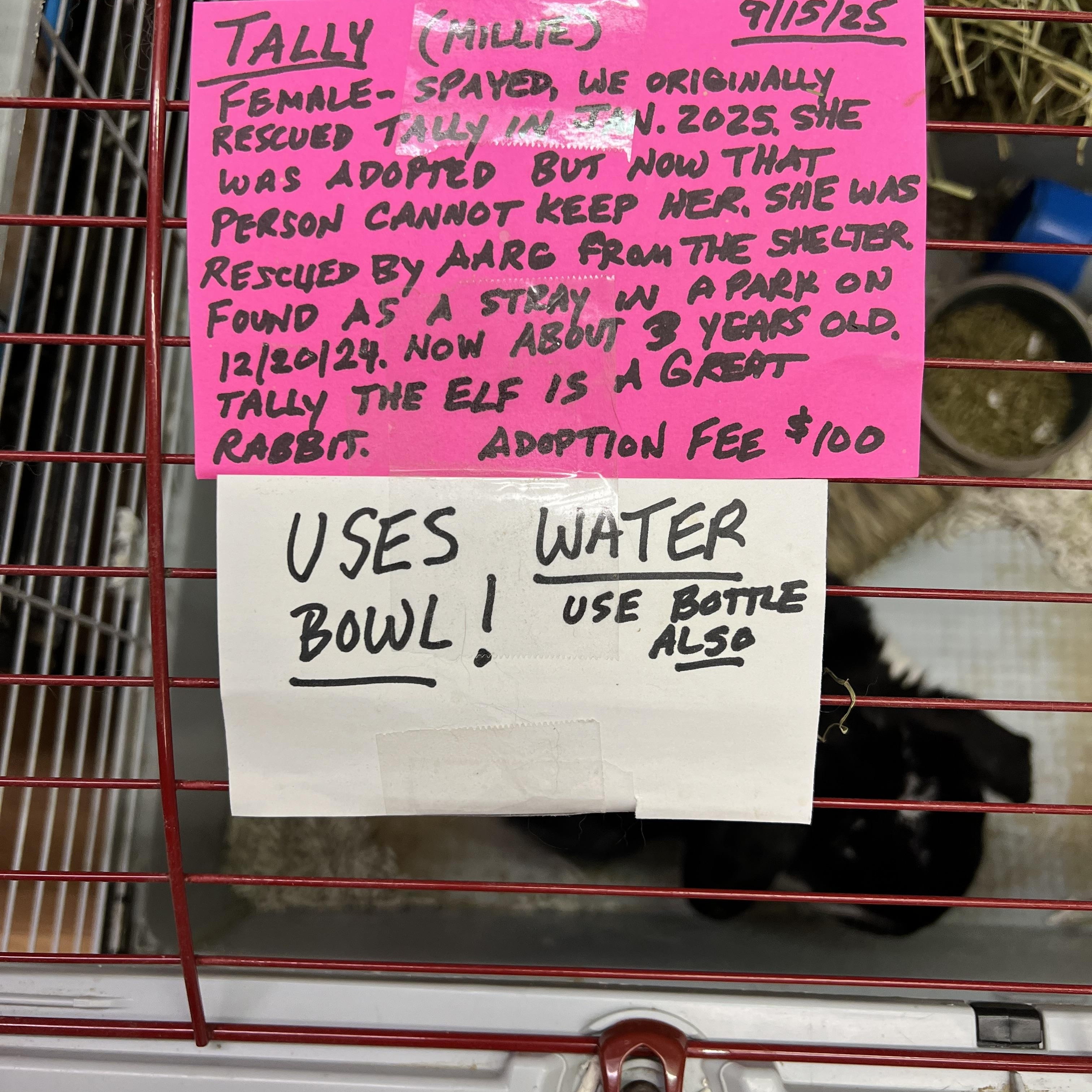 Tally the Elf, a Adoptable mixed breed in Hillsborough, NJ image 3/4