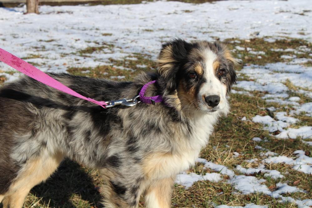 0790 Ruby, a Adoptable mixed breed in Kalamazoo, MI image 4/6