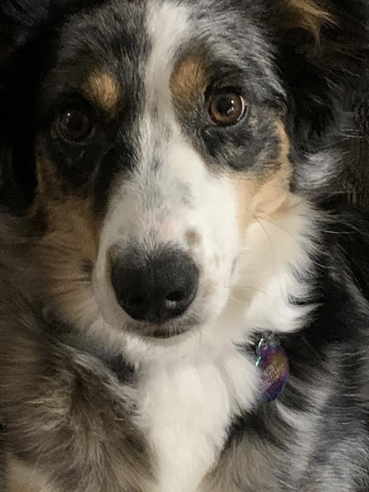 0790 Ruby, a Adoptable mixed breed in Kalamazoo, MI image 3/6