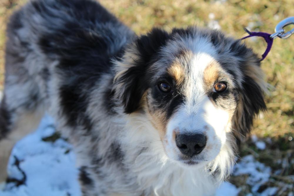 0790 Ruby, a Adoptable mixed breed in Kalamazoo, MI image 5/6