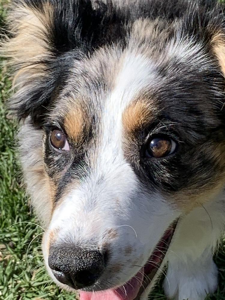 0790 Ruby, a Adoptable mixed breed in Kalamazoo, MI image 2/6