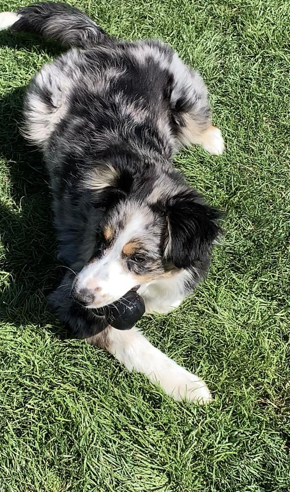 0790 Ruby, a Adoptable mixed breed in Kalamazoo, MI image 6/6