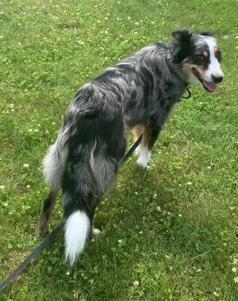 0790 Ruby, a Adoptable mixed breed in Kalamazoo, MI image 1/6