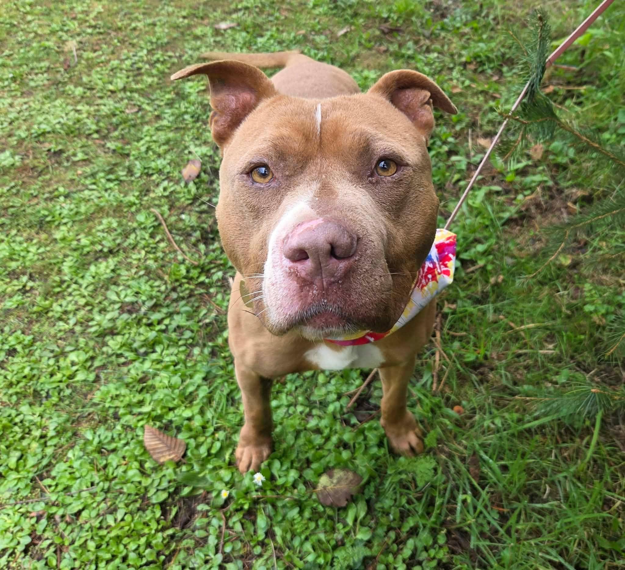 Hobbs, Adoptable, Adult Male Pit Bull Terrier.