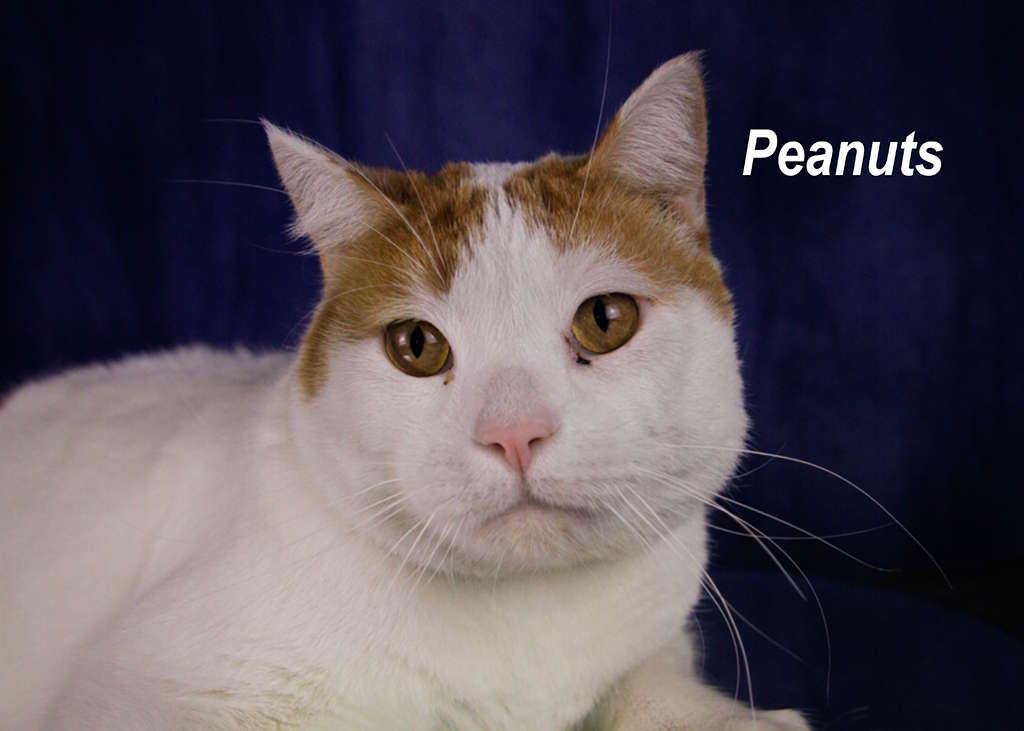 Enlarge Peanuts, a Adoptable Tabby in York, NE image 2/4