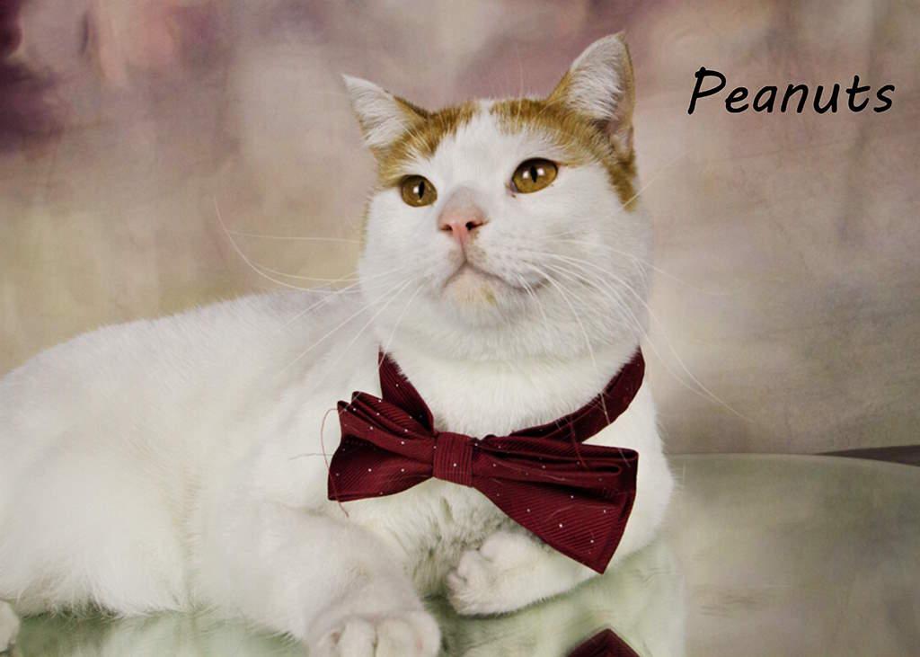 Enlarge Peanuts, a Adoptable Tabby in York, NE image 1/4