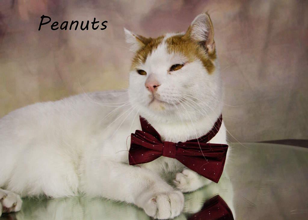 Enlarge Peanuts, a Adoptable Tabby in York, NE image 2/4