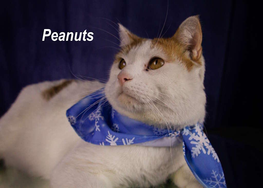 Enlarge Peanuts, a Adoptable Tabby in York, NE image 1/4