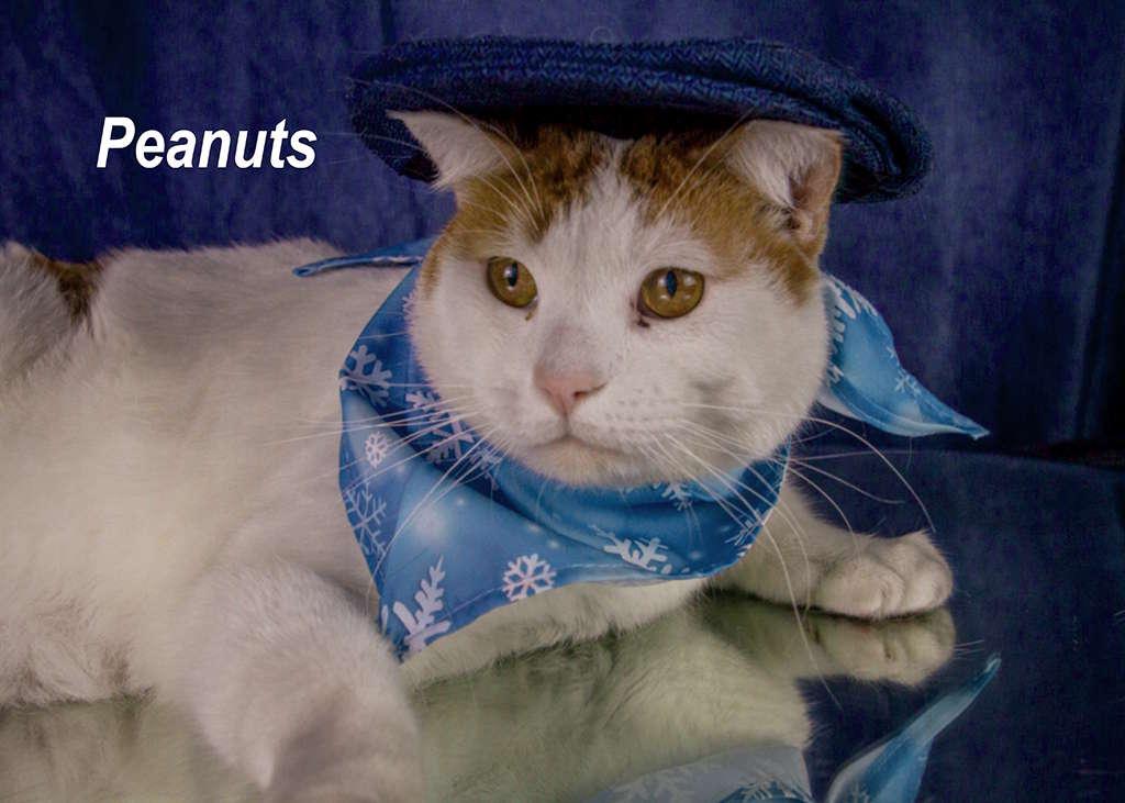 Enlarge Peanuts, a Adoptable Tabby in York, NE image 3/4