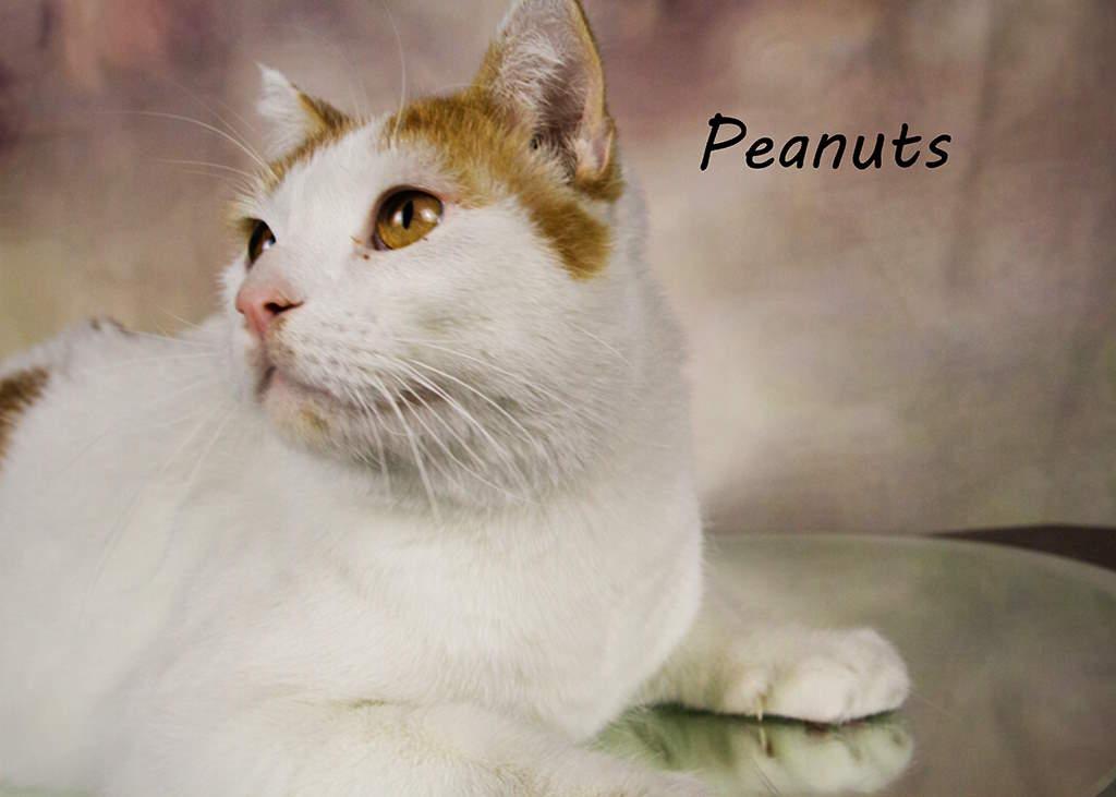 Enlarge Peanuts, a Adoptable Tabby in York, NE image 3/4