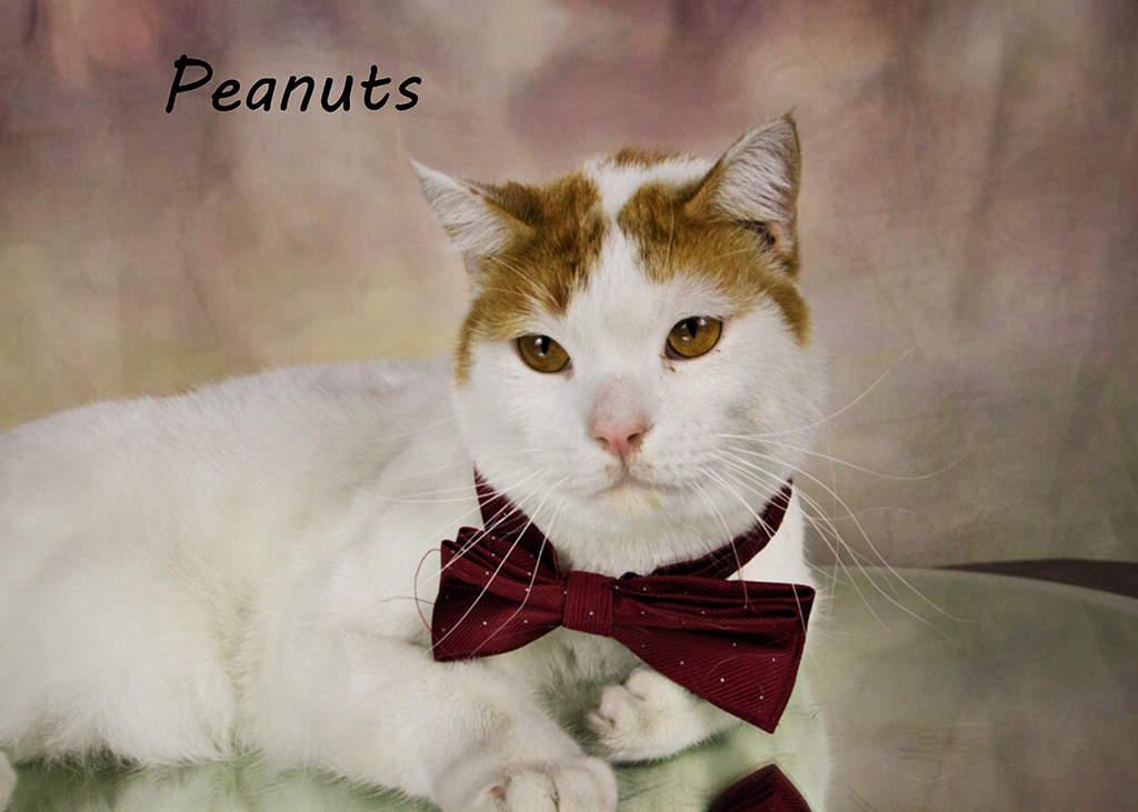 Enlarge Peanuts, a Adoptable Tabby in York, NE image 4/4