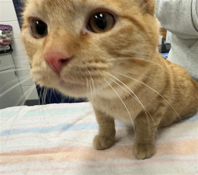 CYLUS, Adoptable, Kitten Male Domestic Short Hair.