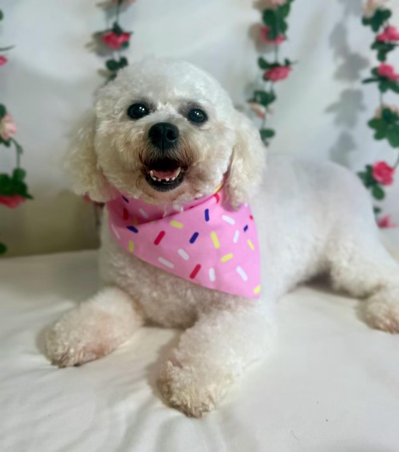 Bianca, adopted, Adult Female Bichon Frise.