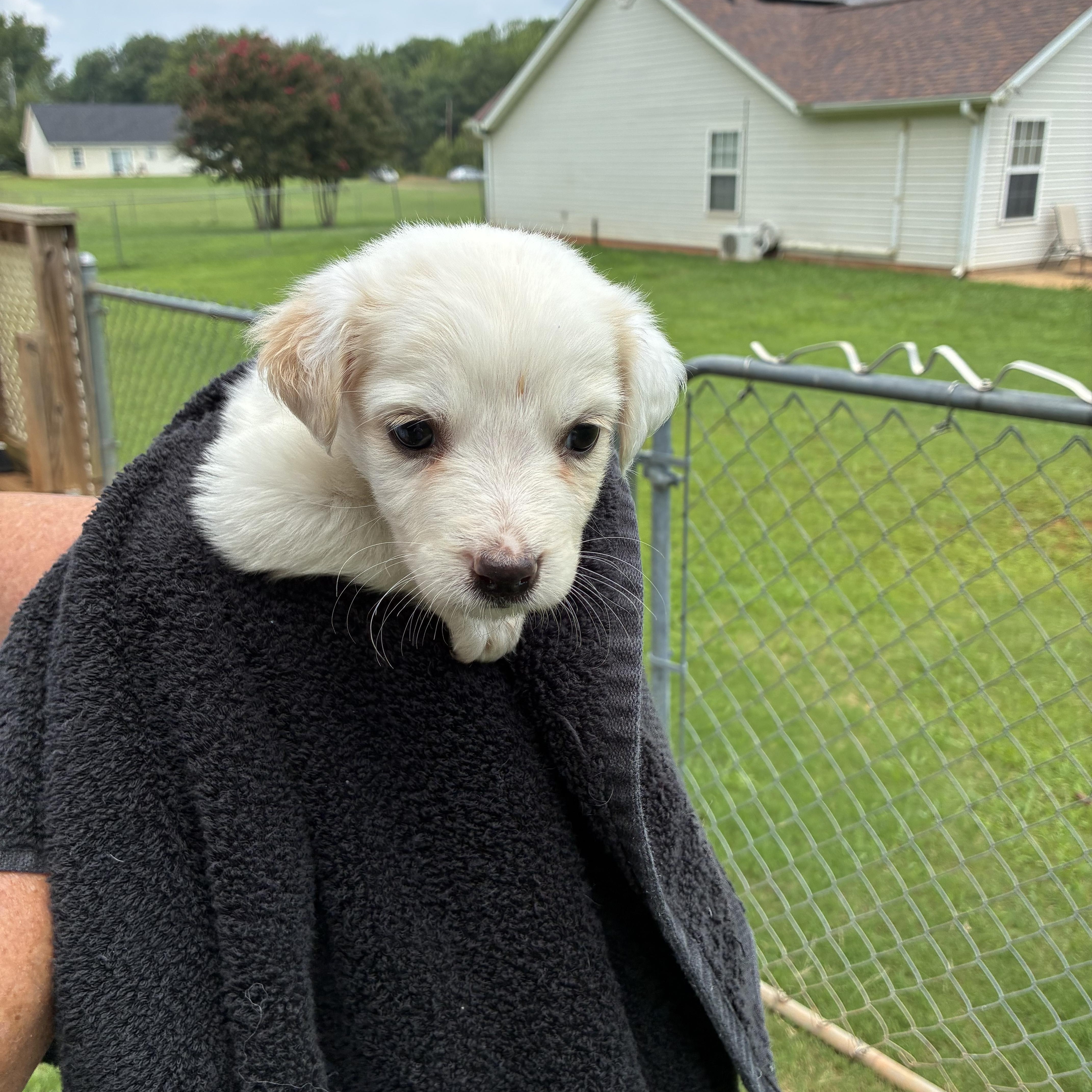 Jasmine, a ADOPTABLE mixed breed in Woodruff, SC image 2/6