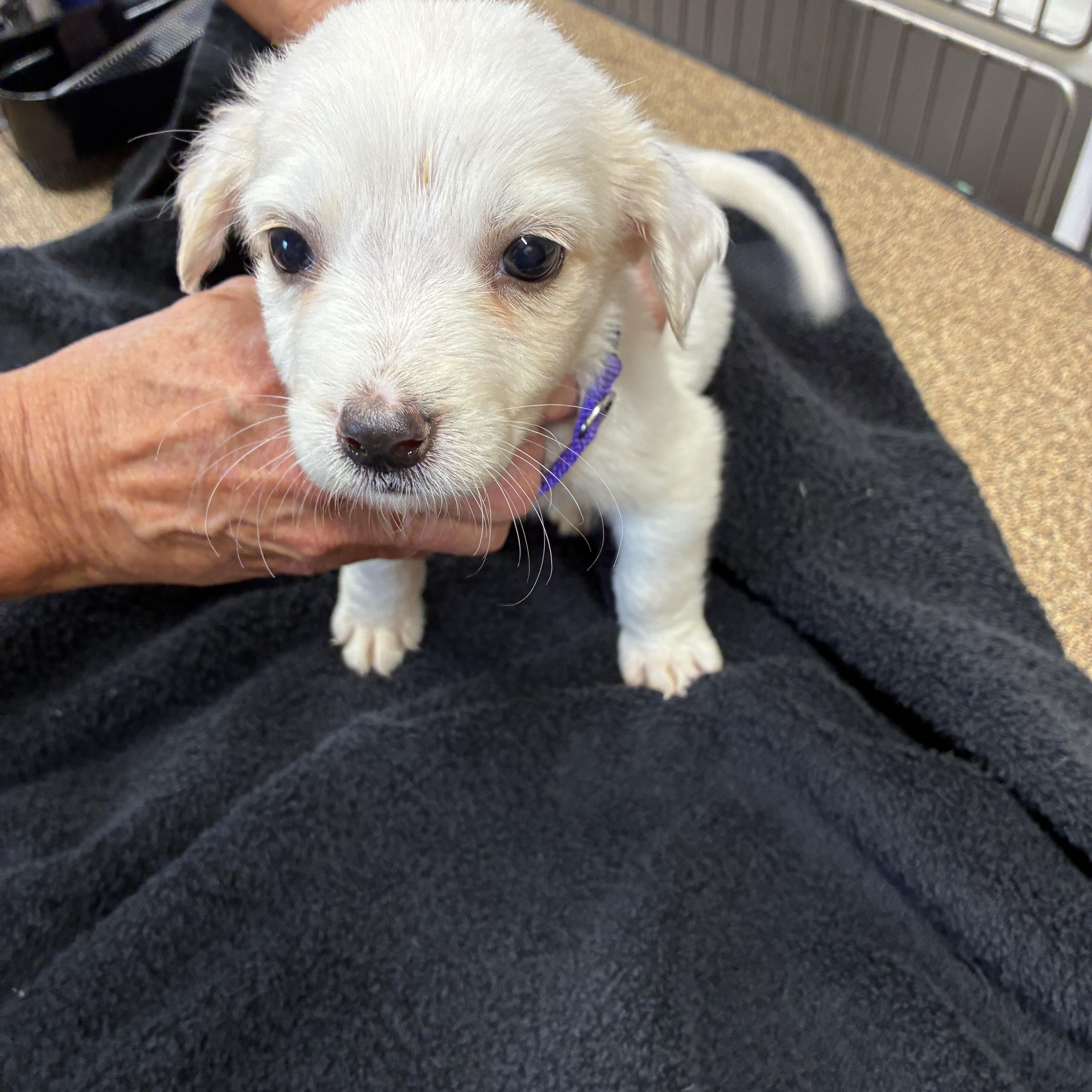 Jasmine, a ADOPTABLE mixed breed in Woodruff, SC image 3/6