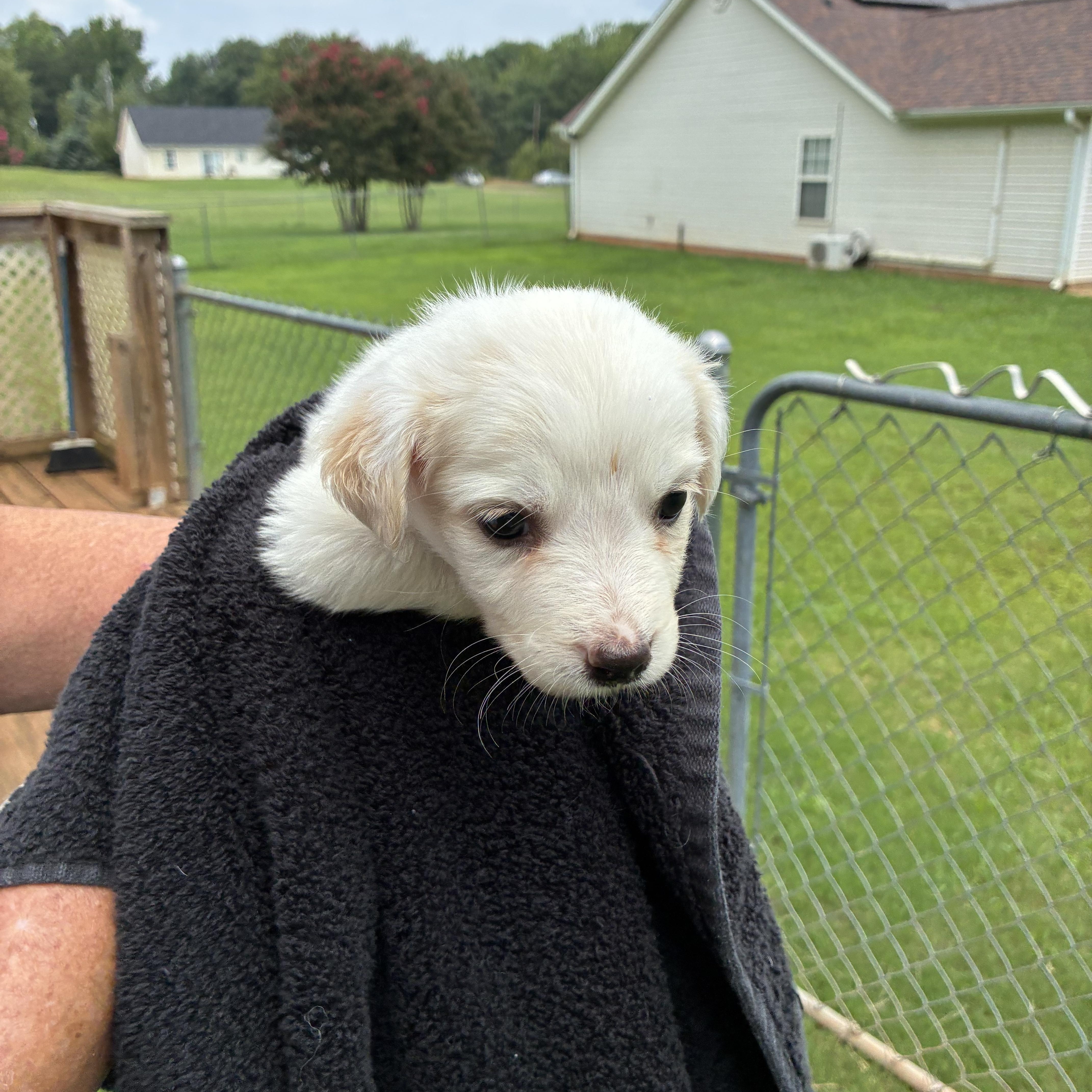 Jasmine, a ADOPTABLE mixed breed in Woodruff, SC image 5/6