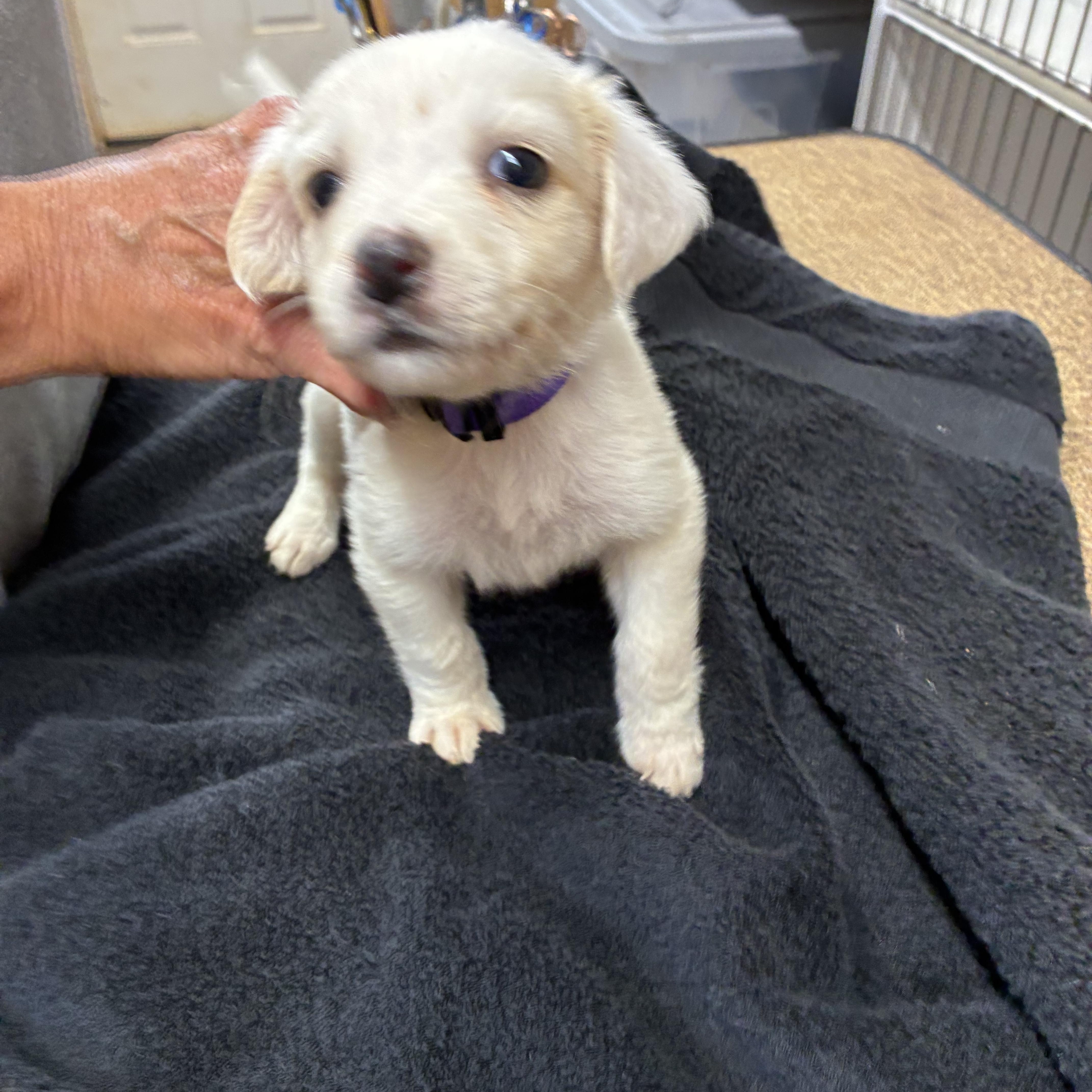 Jasmine, a ADOPTABLE mixed breed in Woodruff, SC image 6/6