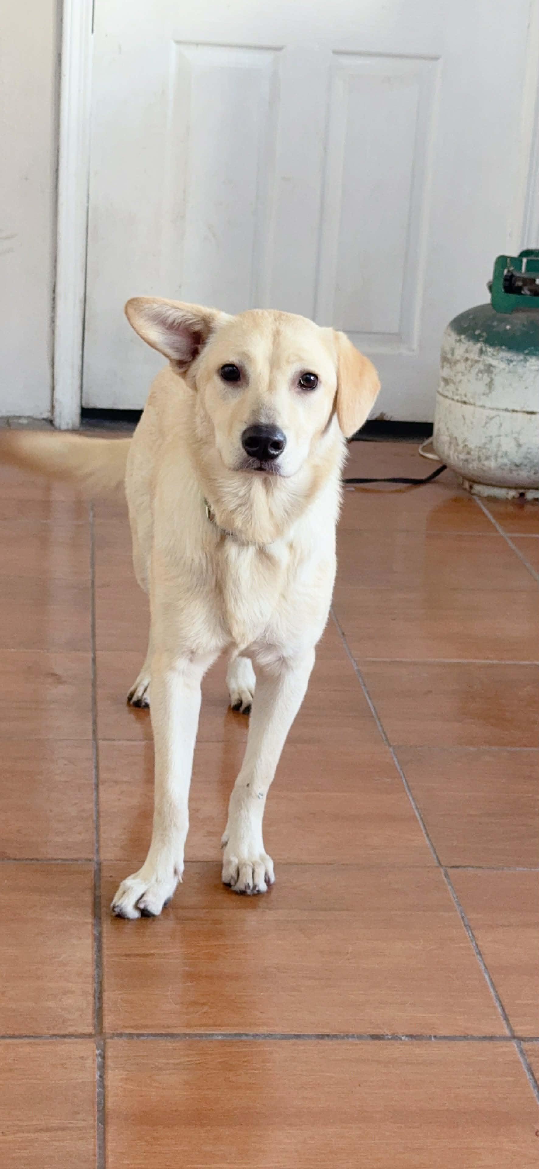 Enlarge Pal (aka Paloma), a ADOPTABLE mixed breed in Carlsbad, CA image 1/4