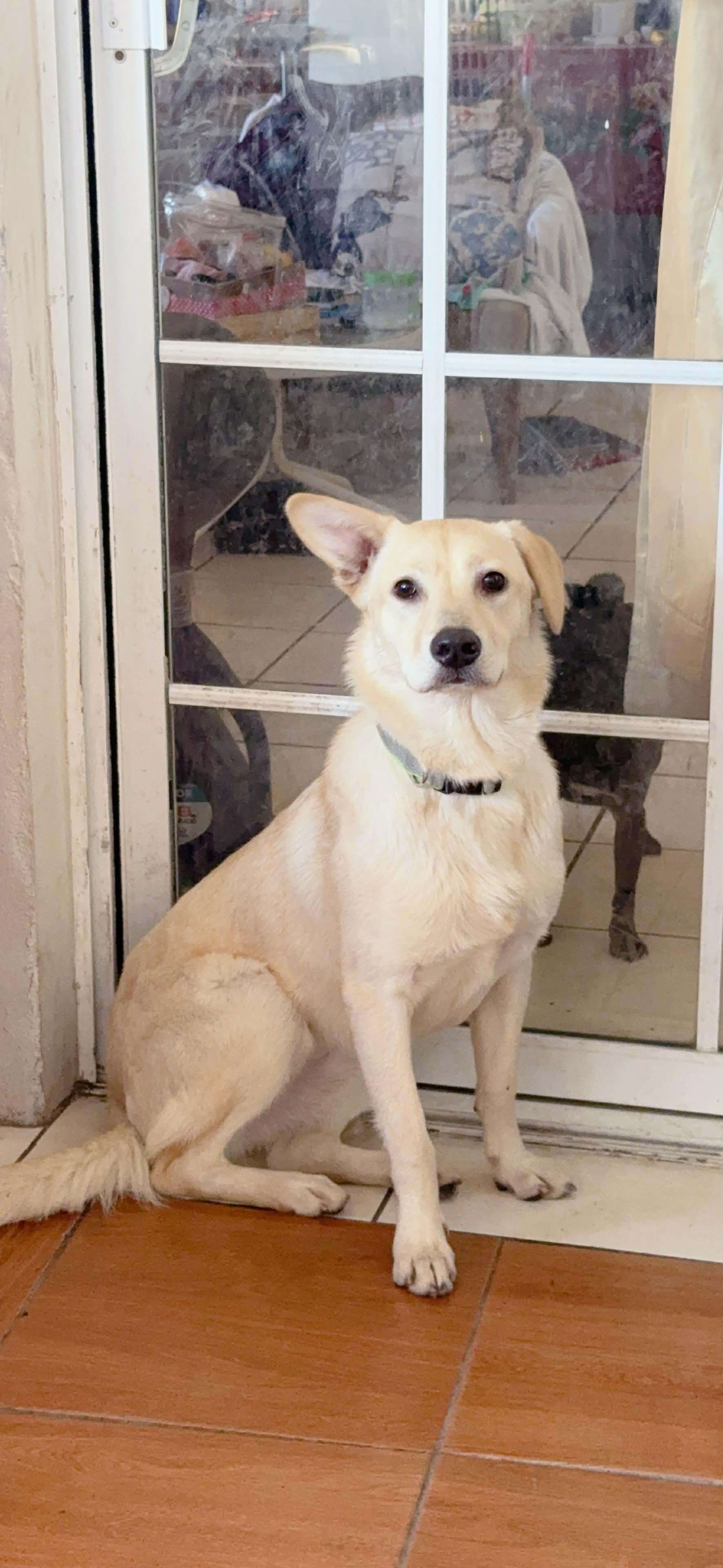 Enlarge Pal (aka Paloma), a ADOPTABLE mixed breed in Carlsbad, CA image 2/4