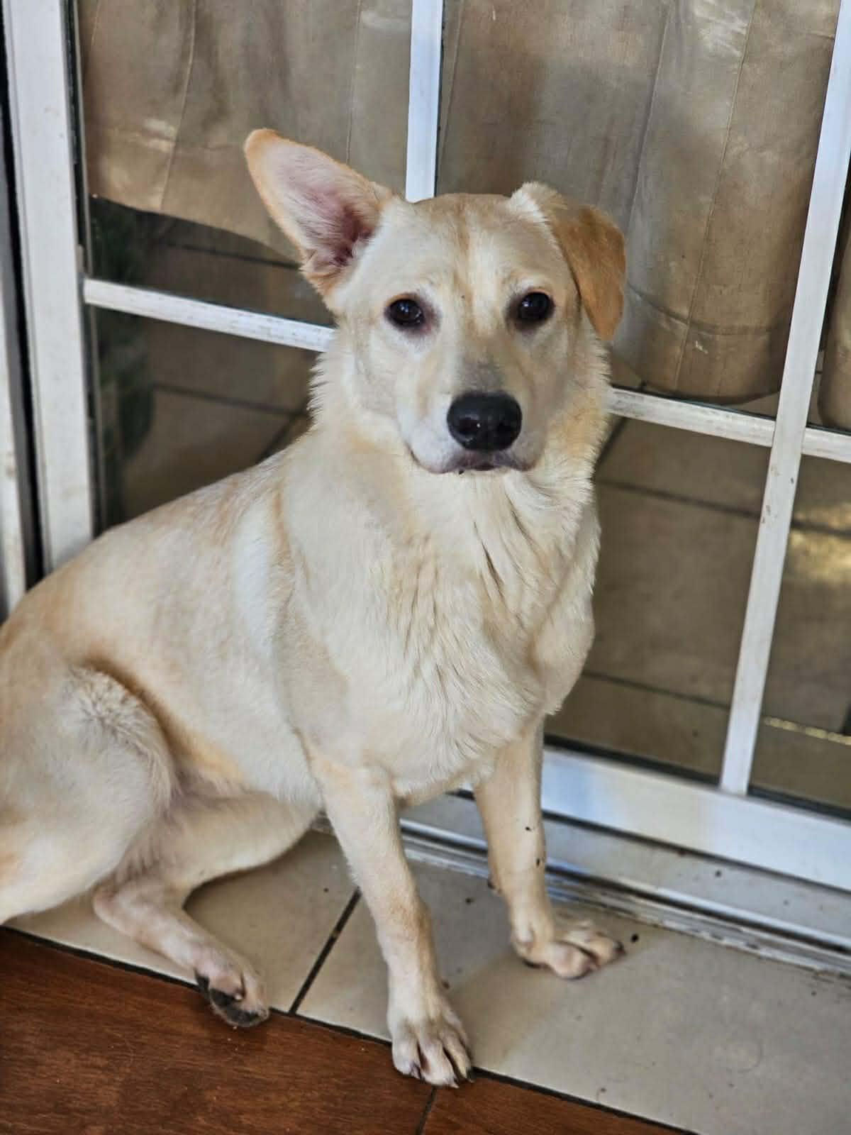 Enlarge Pal (aka Paloma), a ADOPTABLE mixed breed in Carlsbad, CA image 3/4