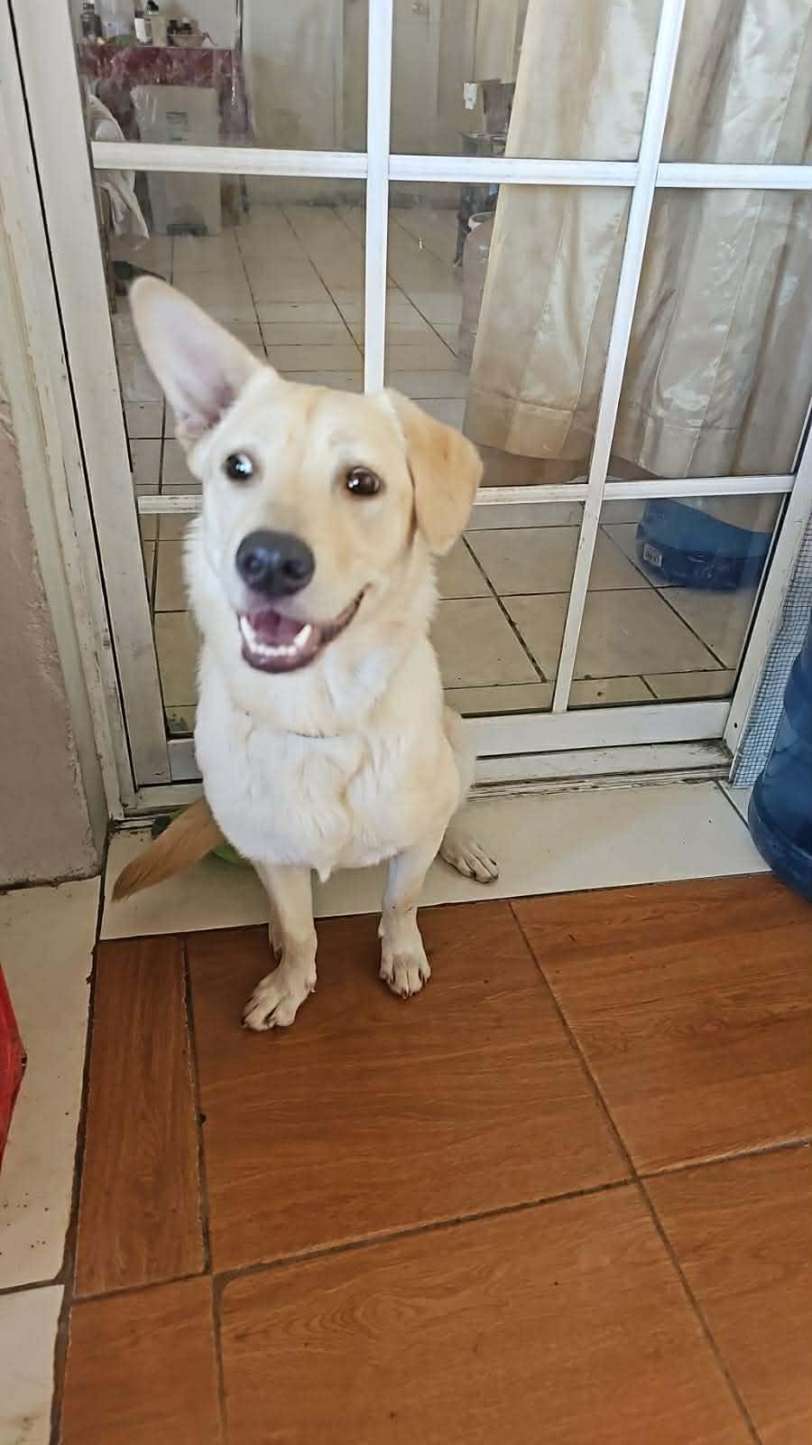 Enlarge Pal (aka Paloma), a ADOPTABLE mixed breed in Carlsbad, CA image 4/4