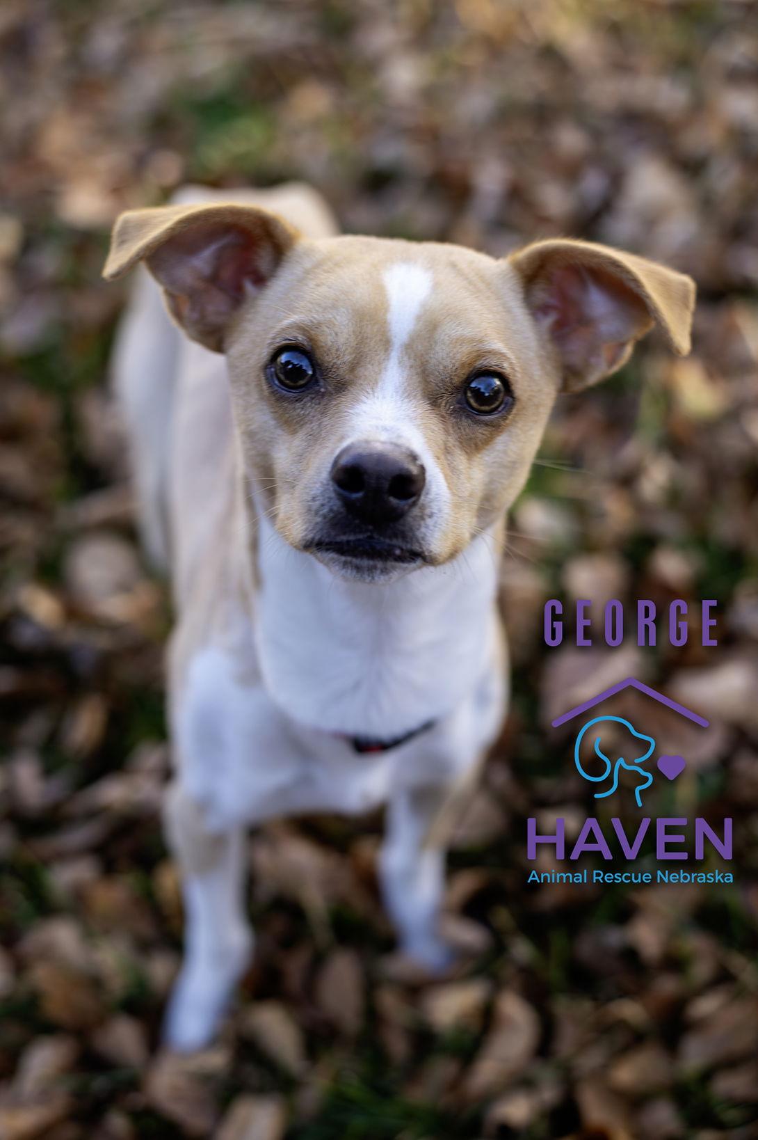 George, Adoptable, Young Male Chihuahua & Terrier.