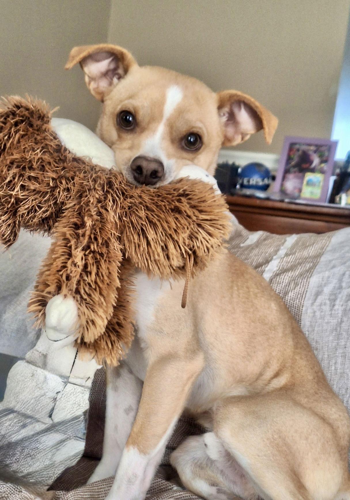 George, a Adoptable mixed breed in Omaha, NE image 2/3