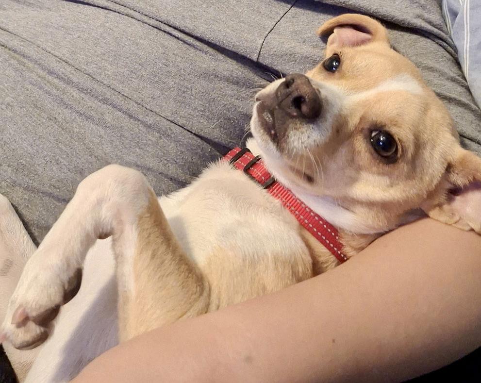 George, a Adoptable mixed breed in Omaha, NE image 3/3