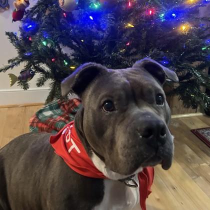 Mama Hen, Adoptable, Senior Female Mixed Breed & Mixed Breed.