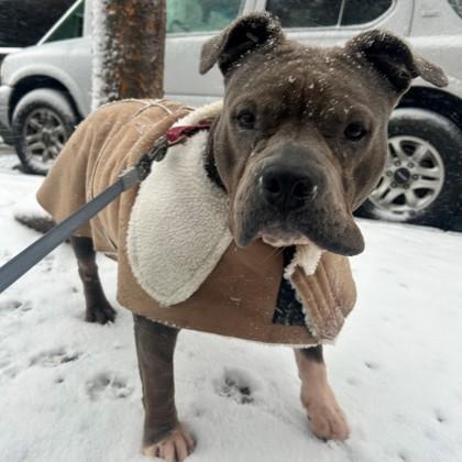 Enlarge Mama Hen, a Adoptable mixed breed in Richmond, VA image 2/6