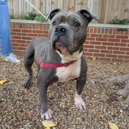 Enlarge Mama Hen, a Adoptable mixed breed in Richmond, VA image 5/6
