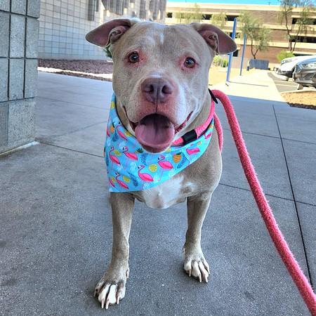 Enlarge BUBBA, a Adoptable Pit Bull Terrier in Mesa, AZ image 1/1