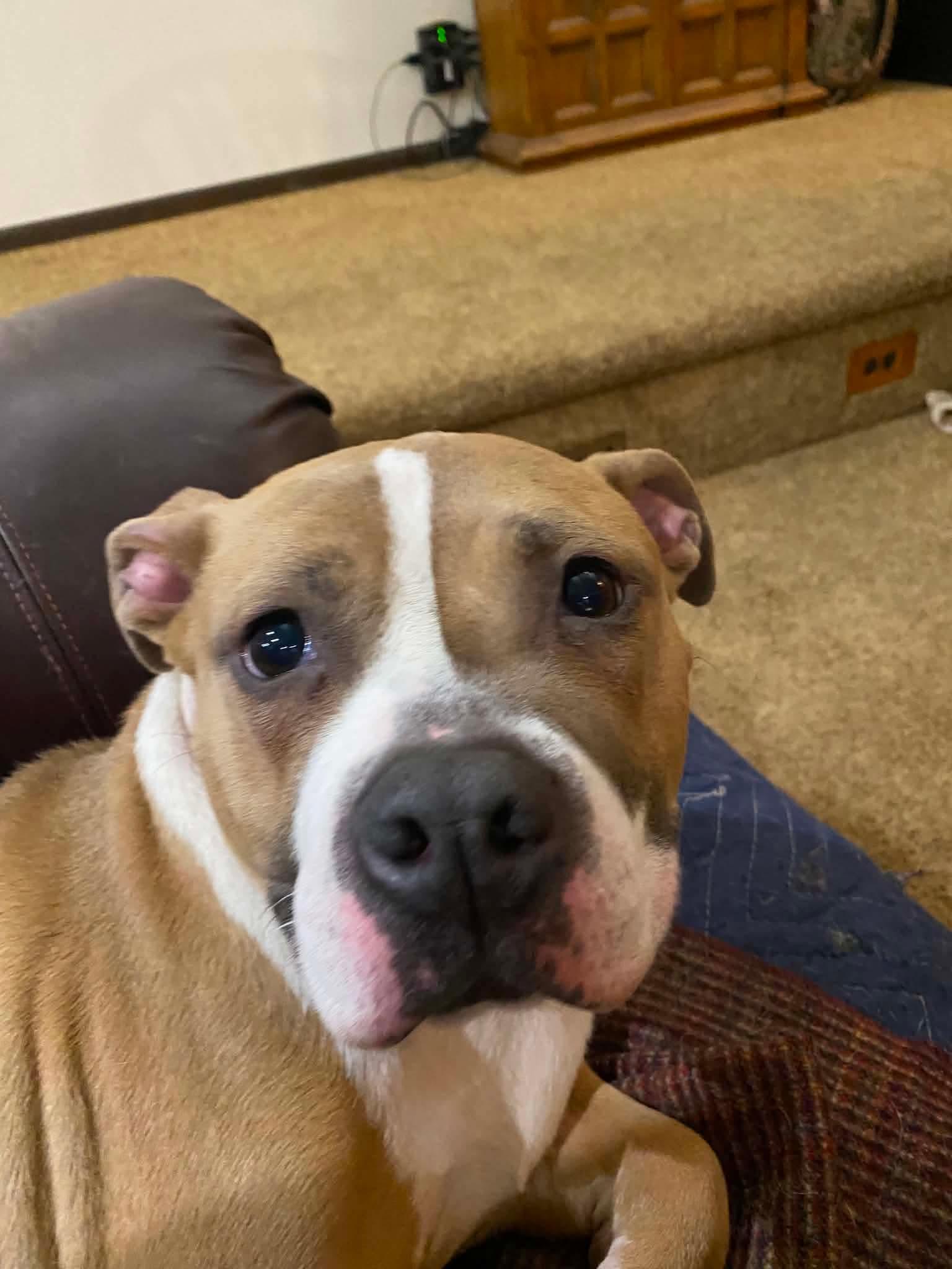 Peanut, a ADOPTABLE mixed breed in Fort atkinson, WI image 6/6