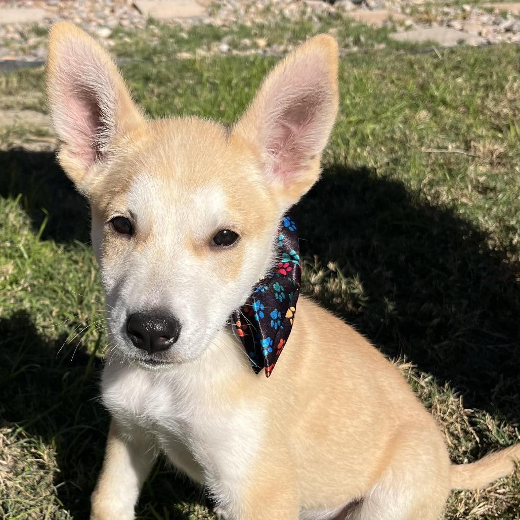 Yukon, a Adoptable Husky in Bulverde, TX image 1/4