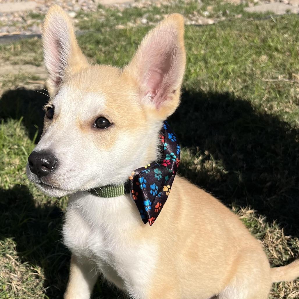 Yukon, a Adoptable Husky in Bulverde, TX image 2/4