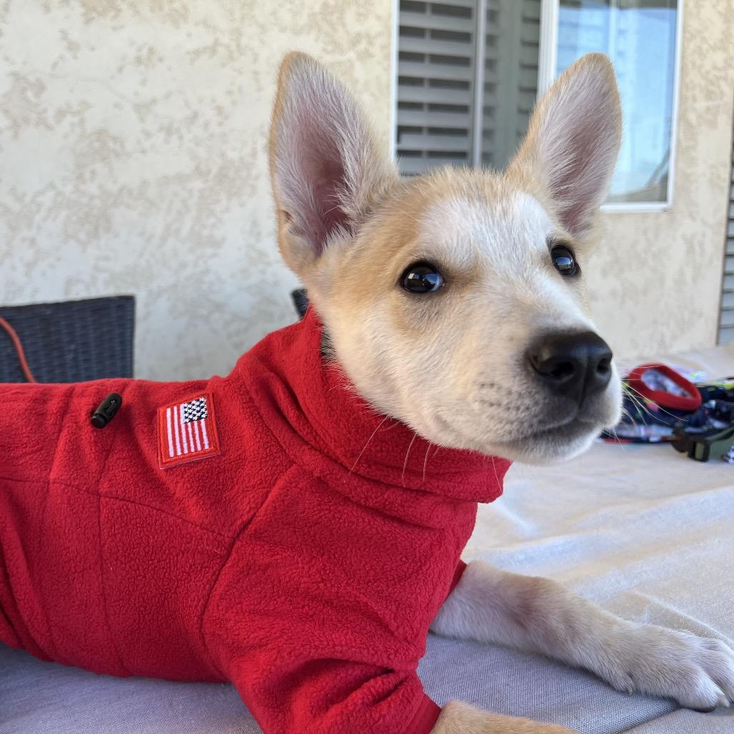 Yukon, a Adoptable Husky in Bulverde, TX image 3/4