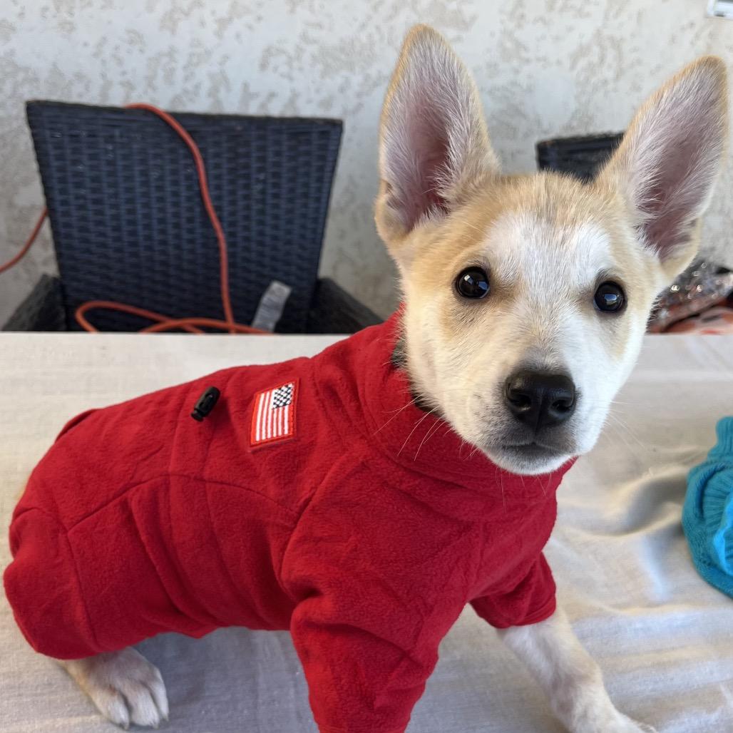 Yukon, a Adoptable Husky in Bulverde, TX image 4/4