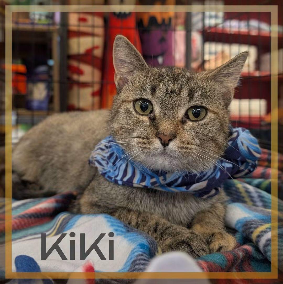 Enlarge Kiki, a Adoptable mixed breed in Great Mills, MD image 1/2