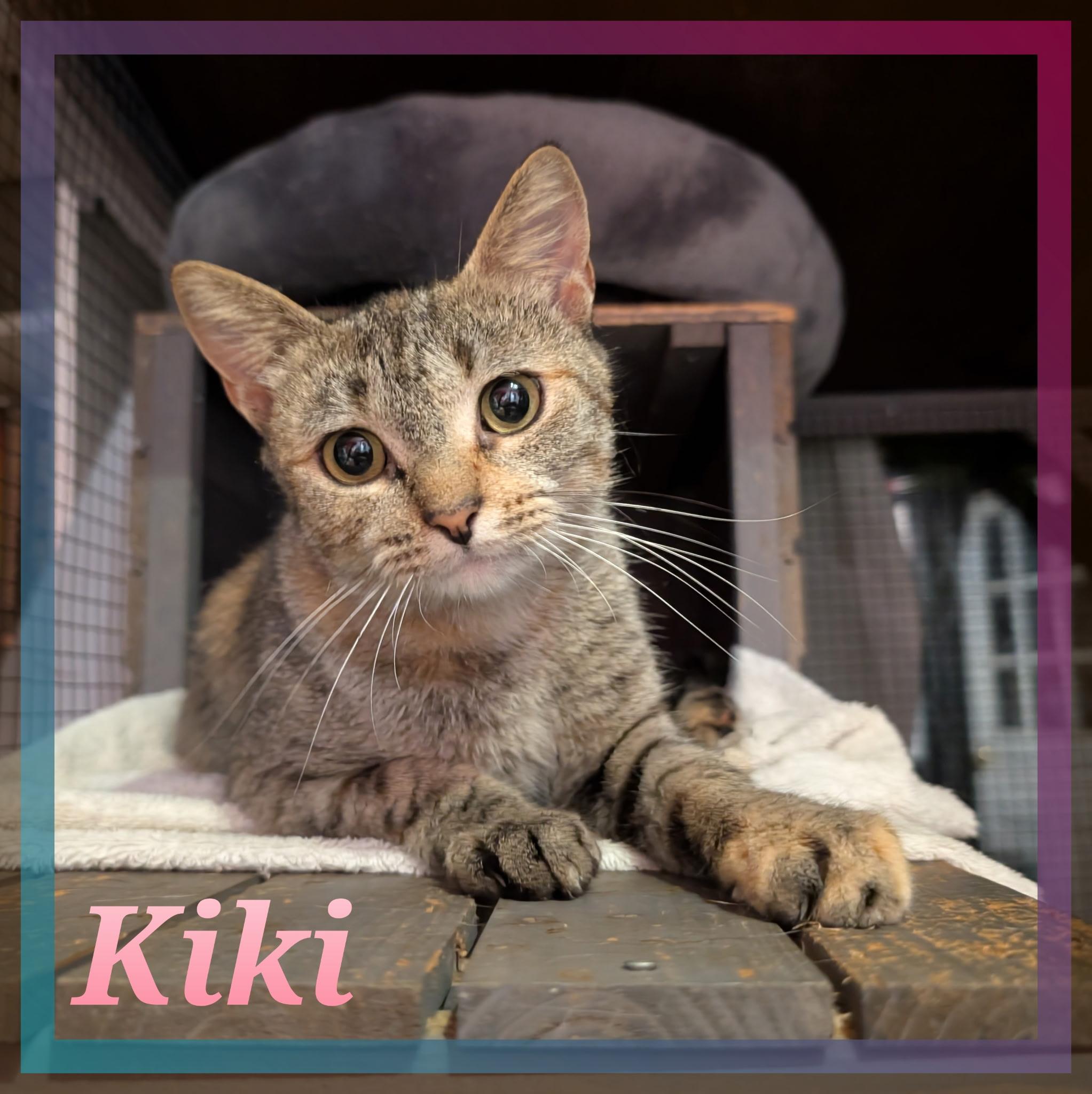 Enlarge Kiki, a Adoptable mixed breed in Great Mills, MD image 2/2