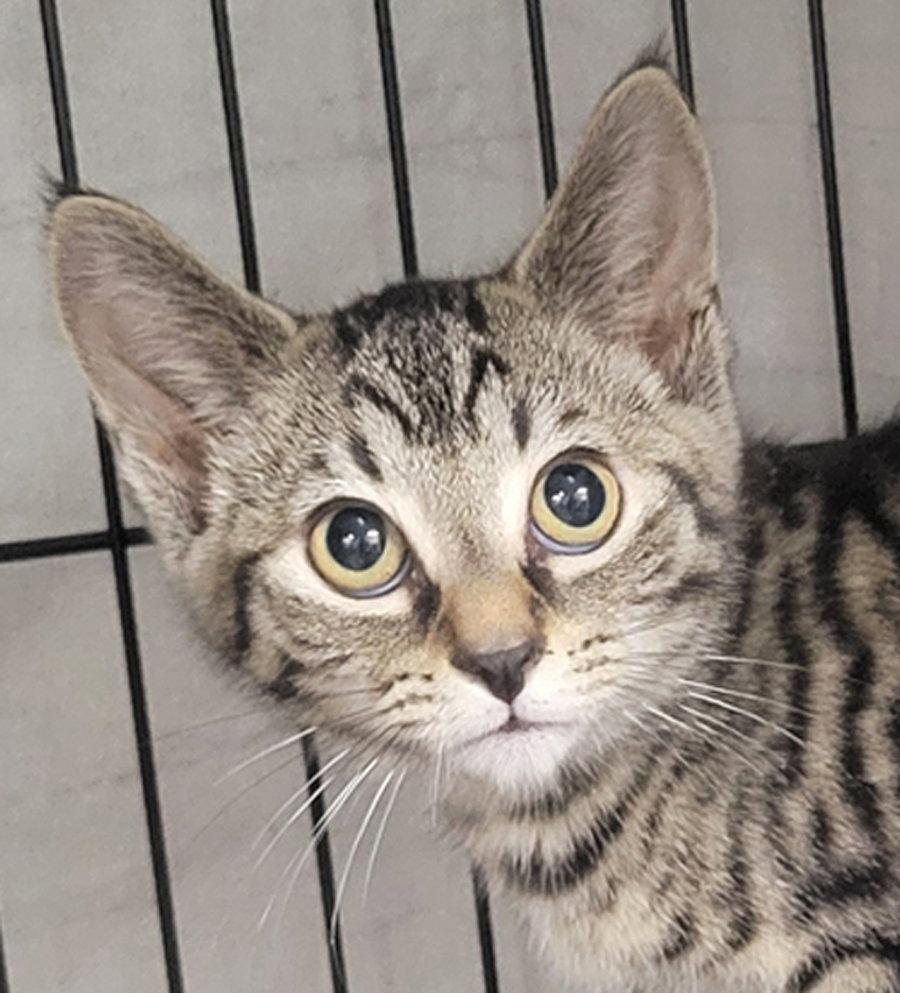 Kitten Folder, Adoptable, Kitten Female Tabby & Domestic Short Hair.