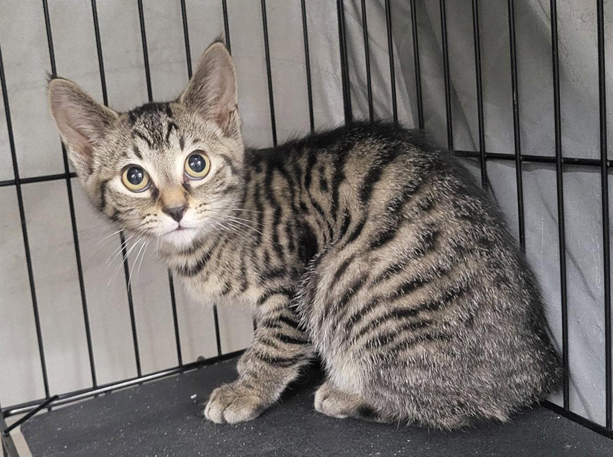 Enlarge Kitten Folder, a Adoptable mixed breed in Cuyahoga Falls, OH image 2/2