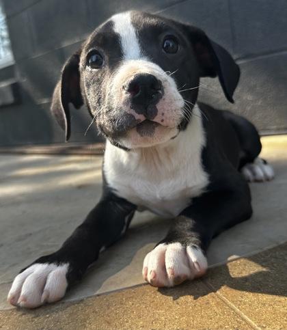 Matilda, Adoptable, Puppy Female American Bulldog & Mixed Breed.