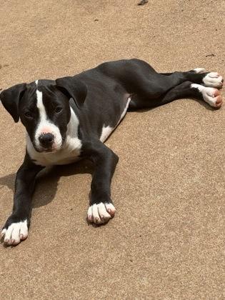 Enlarge Matilda, a Adoptable mixed breed in Wilkesboro, NC image 2/3