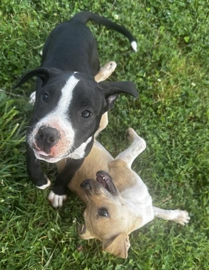 Enlarge Matilda, a Adoptable mixed breed in Wilkesboro, NC image 3/3