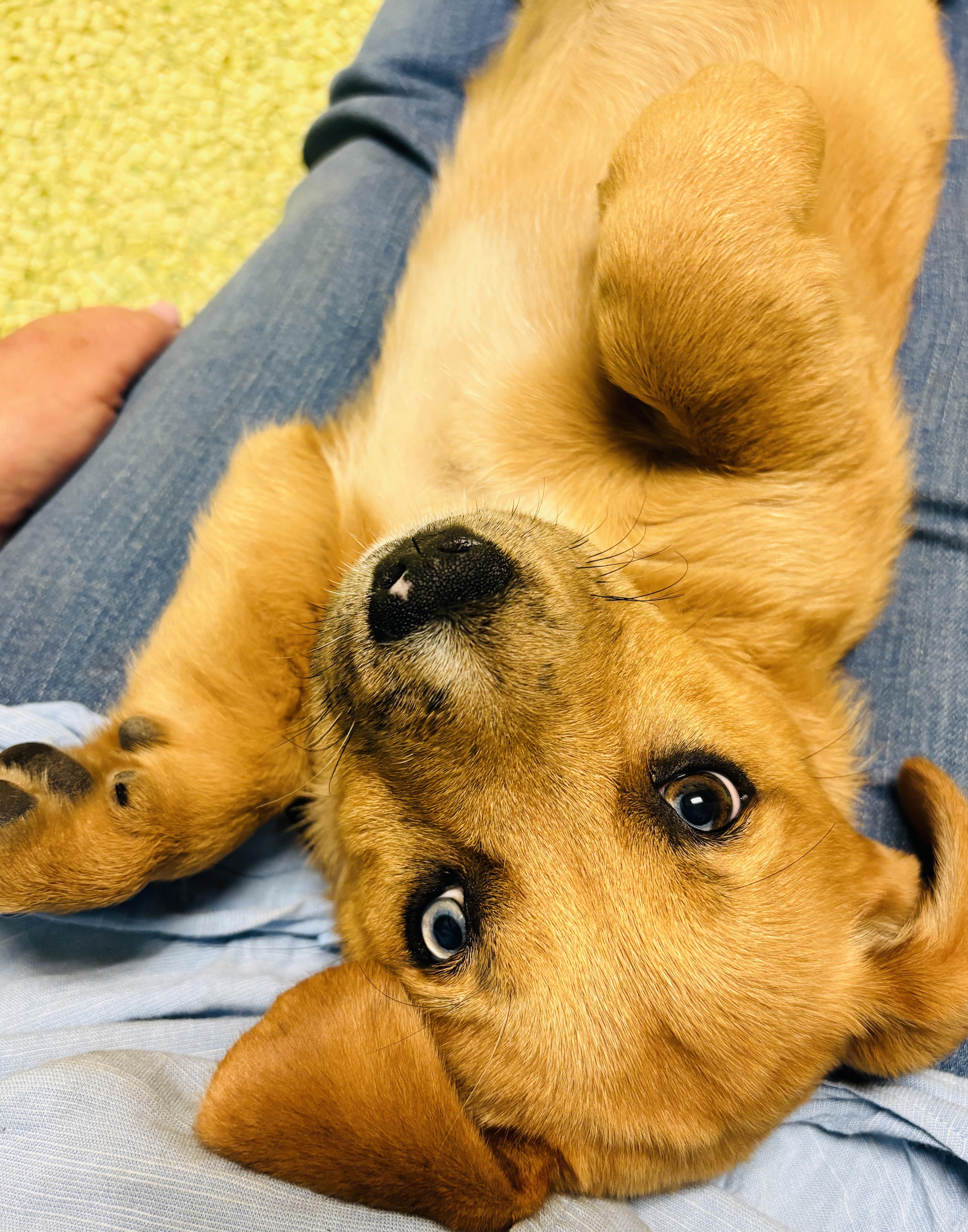 Enlarge Piper-Daisy , an adopted mixed breed in San Diego, CA image 4/6