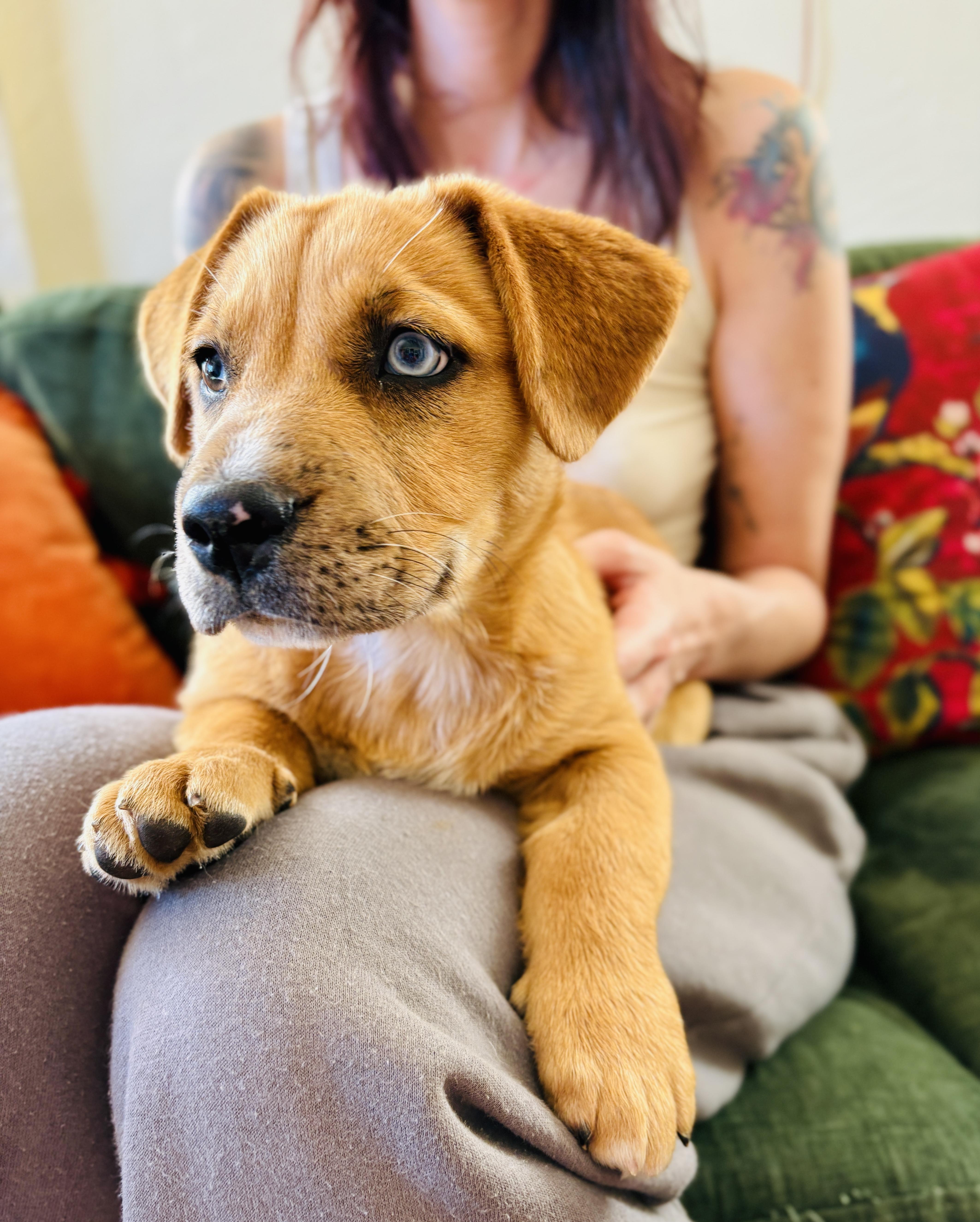 Piper-Daisy , adopted, Puppy Female Australian Shepherd.