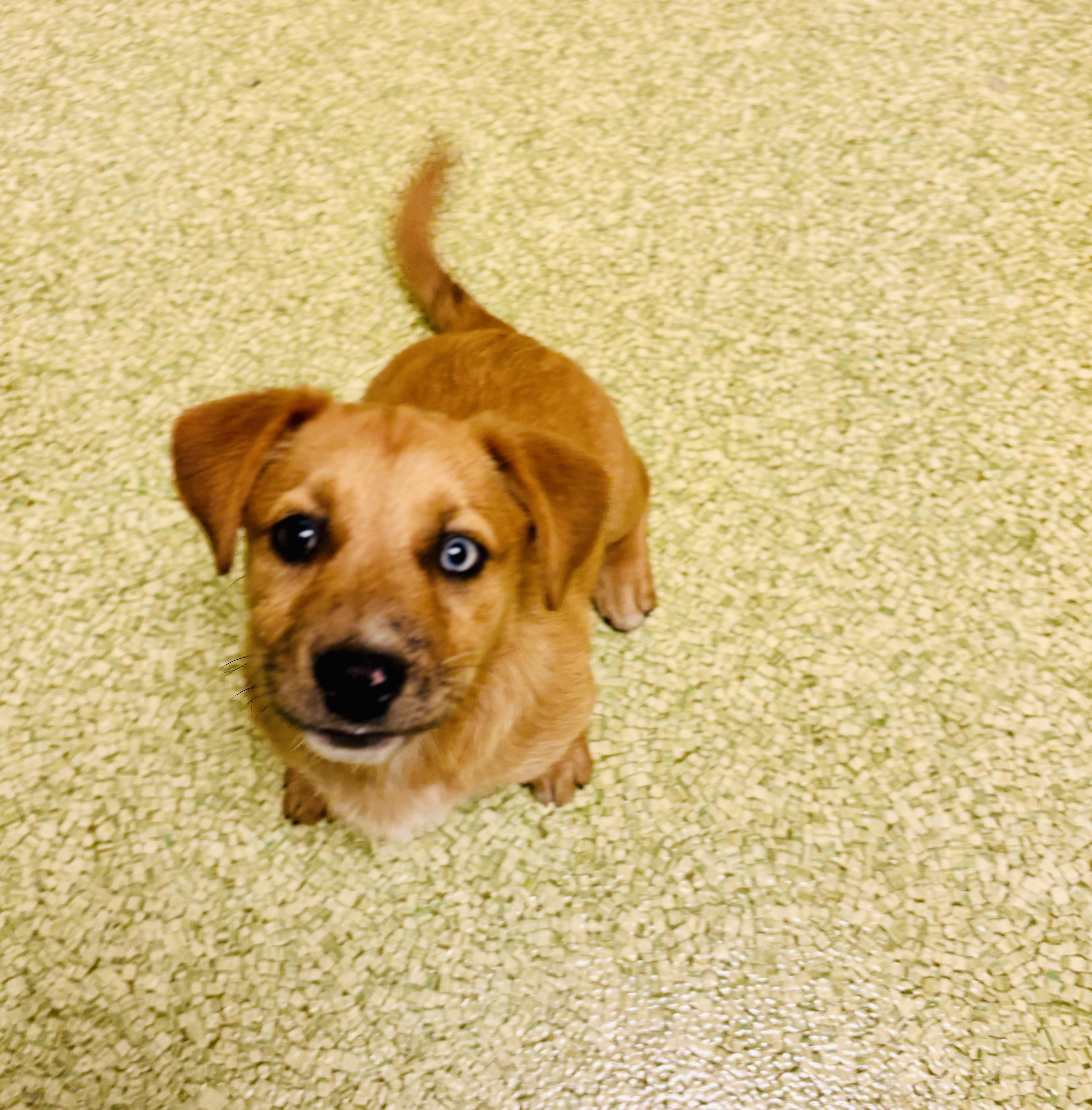 Enlarge Piper-Daisy , an adopted mixed breed in San Diego, CA image 5/6